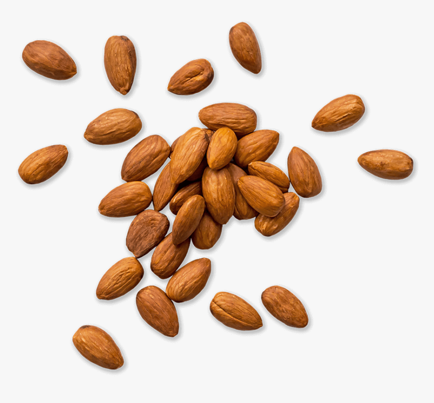 Almond, HD Png Download