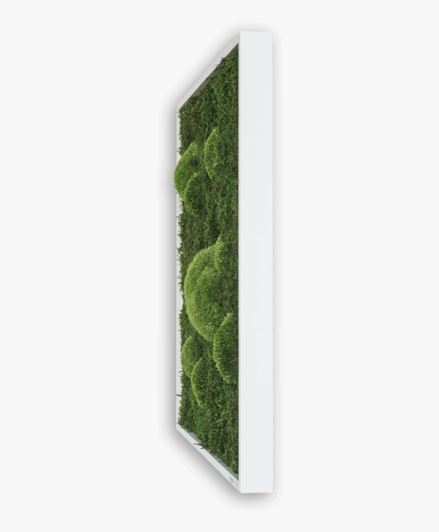 Hedge, HD Png Download