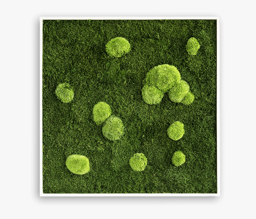 Bun Moss Frame - Pole Moss, HD Png Download
