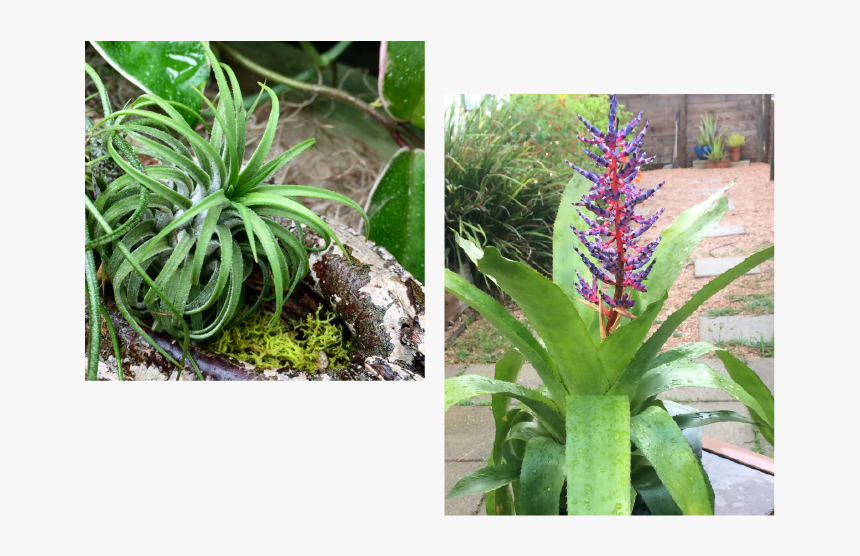 Aechmea Blue Tango, HD Png Download