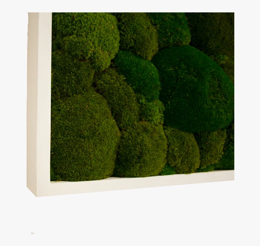 Moss, HD Png Download