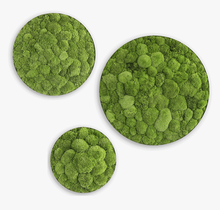 Circle Frame Moss, HD Png Download