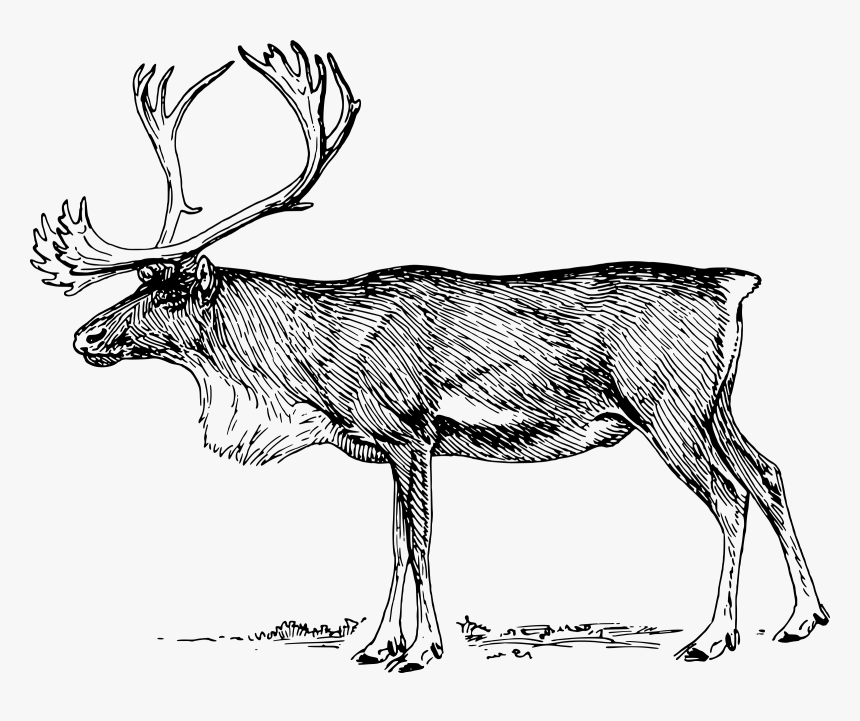 Reindeer 2 Clip Arts - Caribou Clipart Black And White, HD Png Download