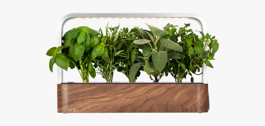 Houseplant, HD Png Download