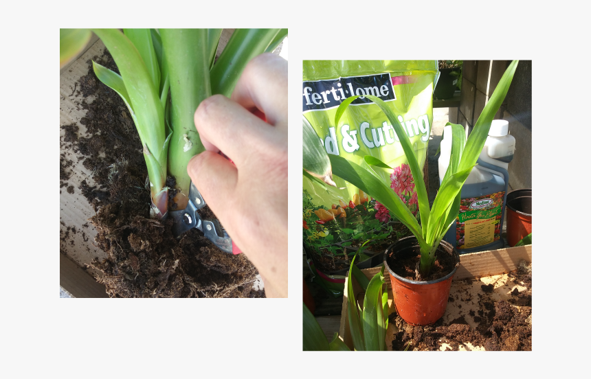 Houseplant, HD Png Download