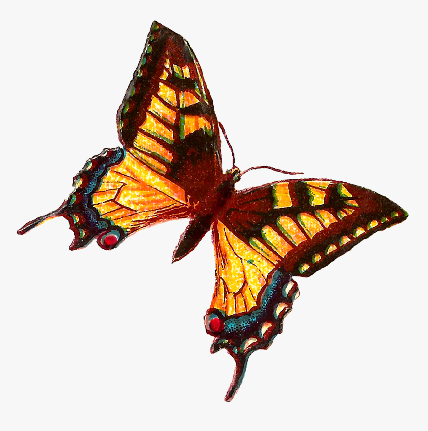 Yellow Butterfly Images - Butterfly, HD Png Download