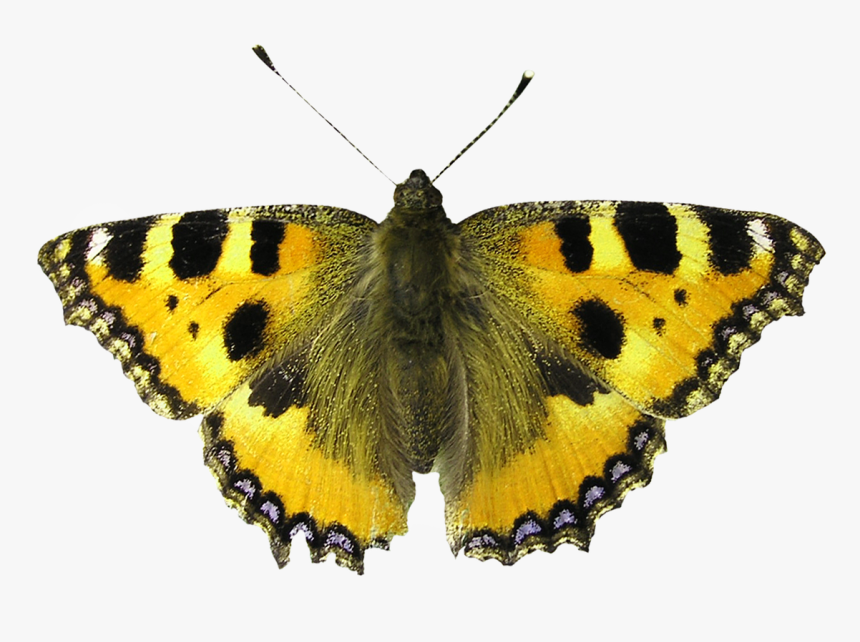 Butterfly Moth, HD Png Download