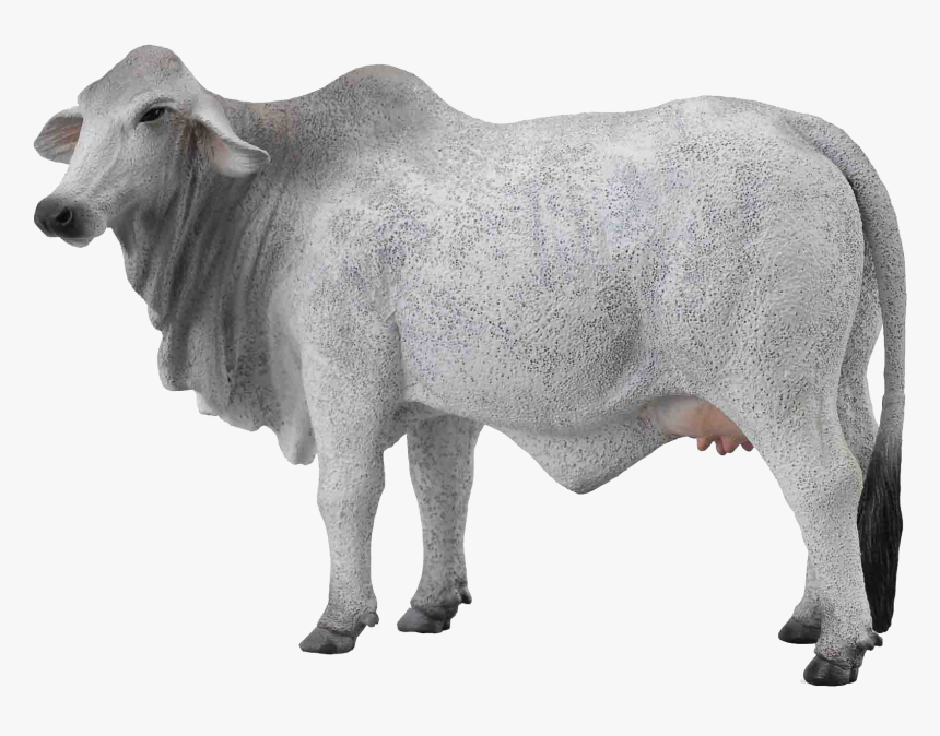 Cow Png Free Images - Transparent Background White Cow Png, Png Download