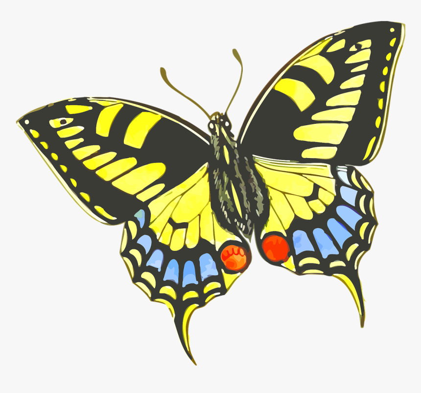 Flower Does A Butterfly Like, HD Png Download