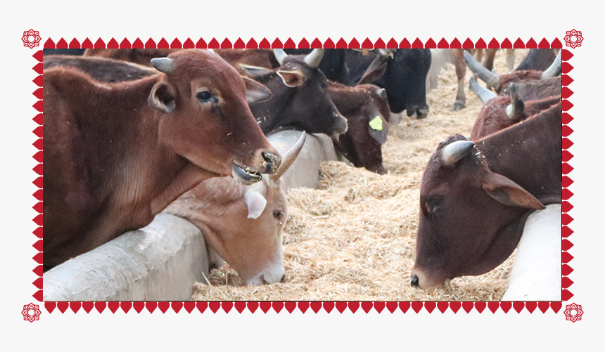 Transparent Dairy Cow Png - Dairy Cow, Png Download