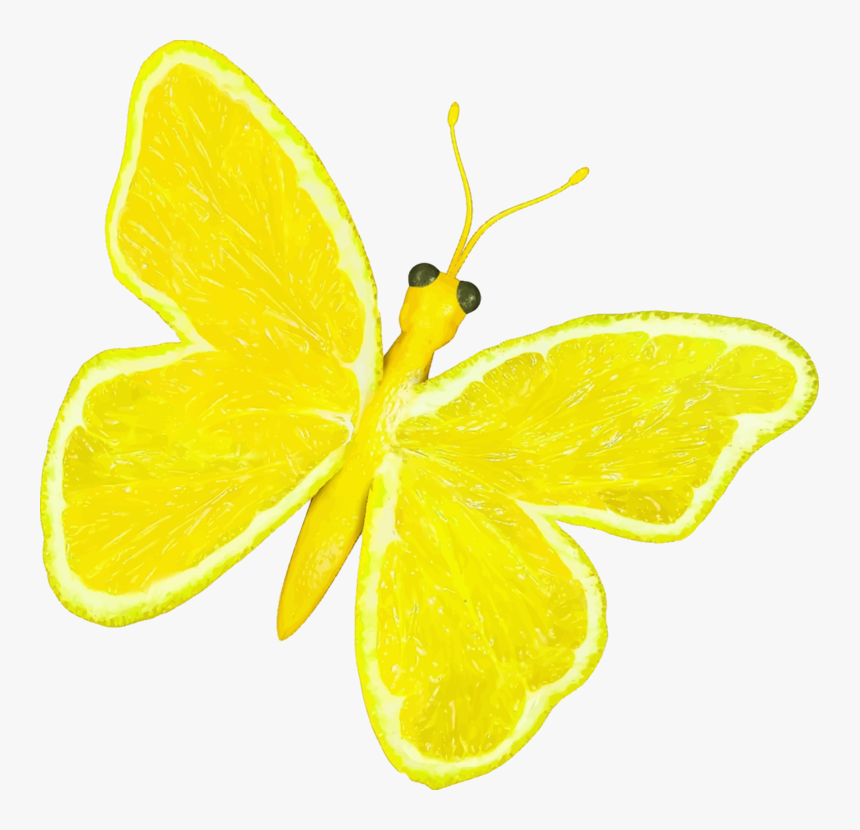 Butterfly,lemon Lime,lemon - Cartoon Photos Of A Yellow Butterfly, HD Png Download