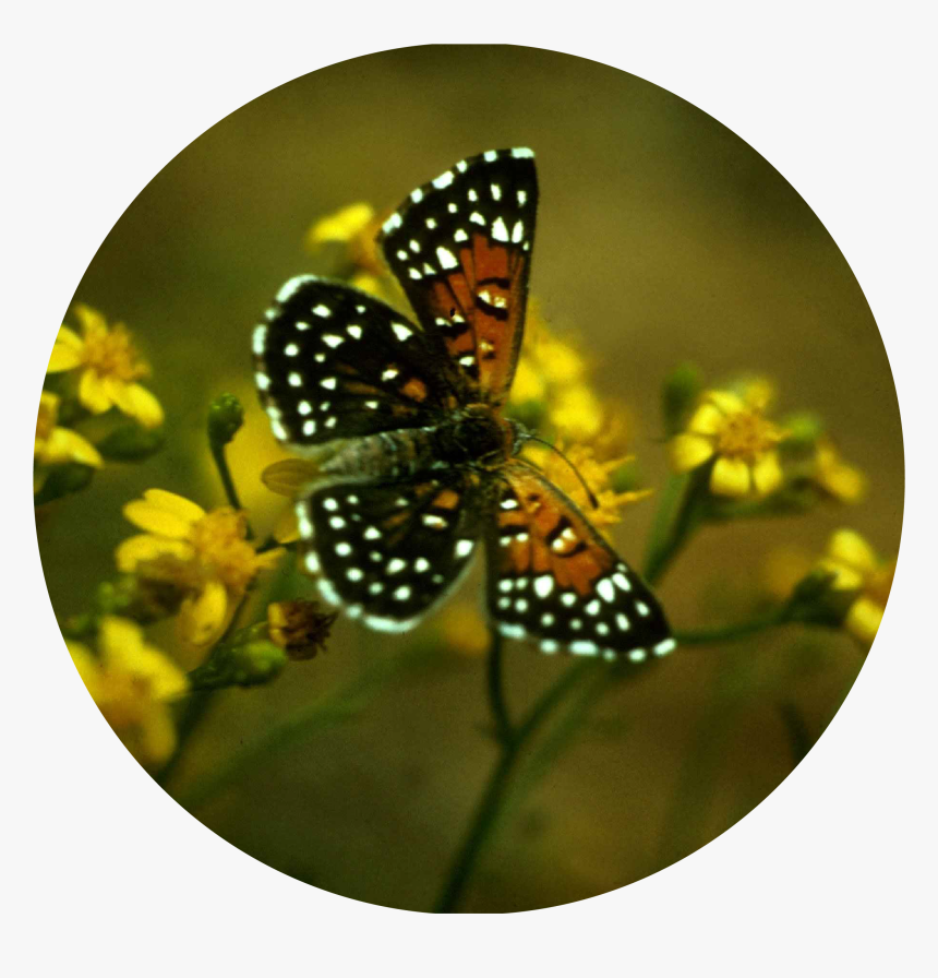 Metalmark Butterfly - Insect Behavior, HD Png Download