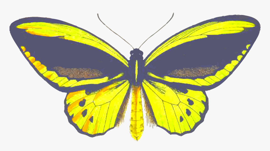 Birdwing Butterfly Clip Arts - Brush-footed Butterfly, HD Png Download