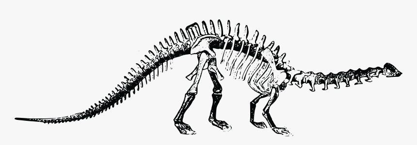 Transparent Skeletons Png - Dinosaur Bones Transparent Background, Png Download