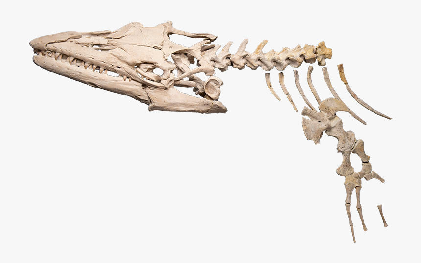 Sea Monster Png -a Skeleton Of A Mosasaur - Rib, Transparent Png