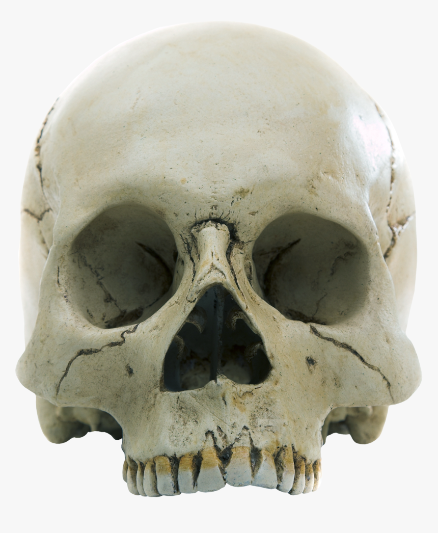 Forensic Anthropology, HD Png Download