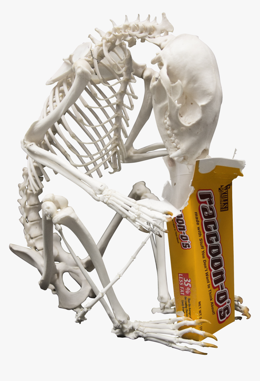 Skull, HD Png Download