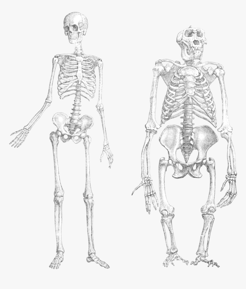 From Wikipedia, The Free Encyclopedia - Monkey And Human Skeleton, HD Png Download
