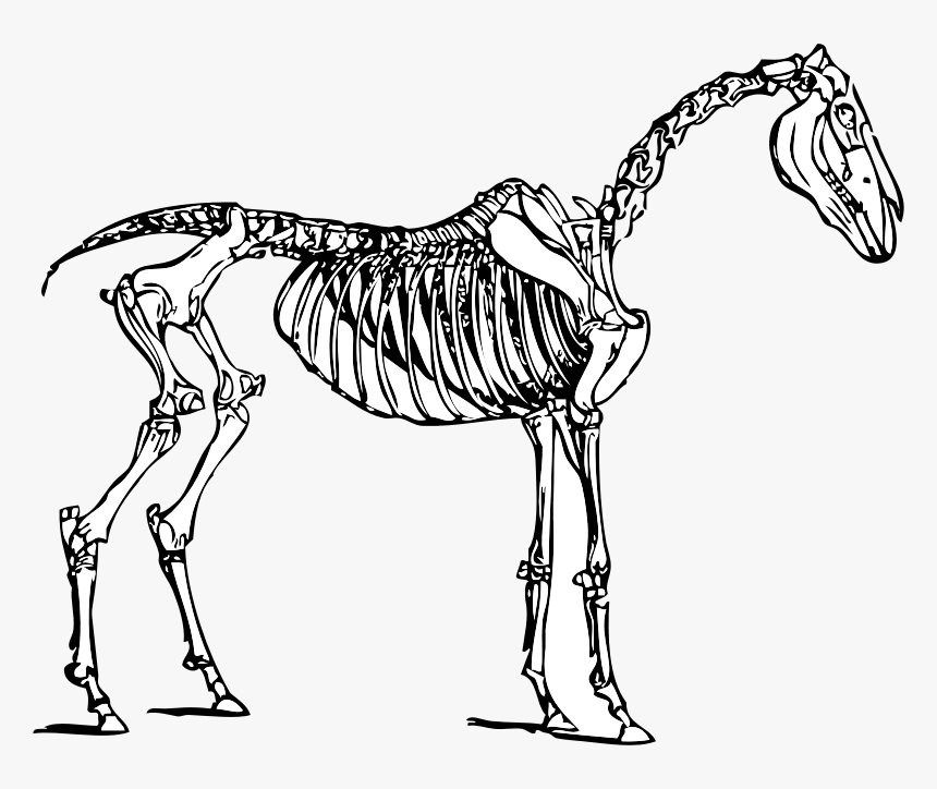 Three Skeletons Cliparts - Horse Skeleton Clipart, HD Png Download