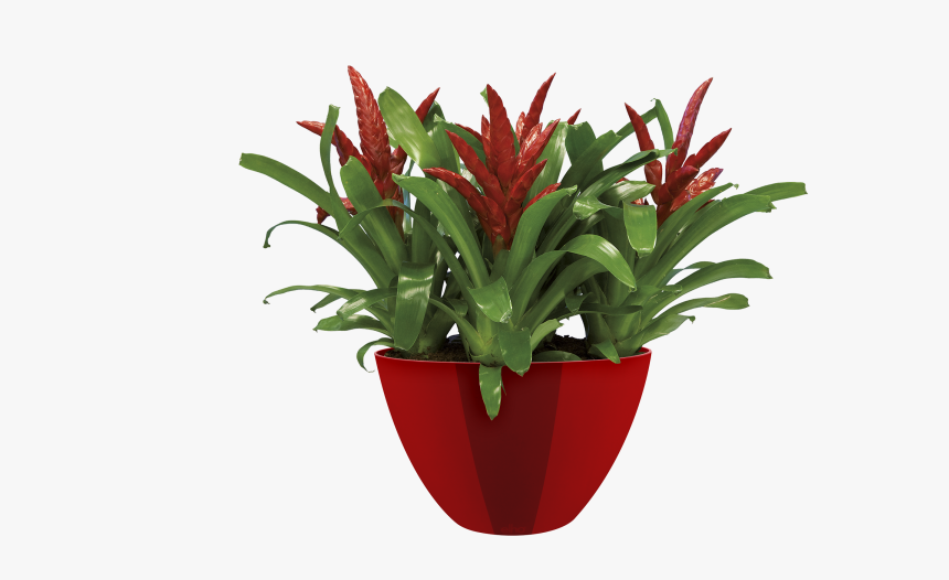 Pot De Fleur En Boule, HD Png Download