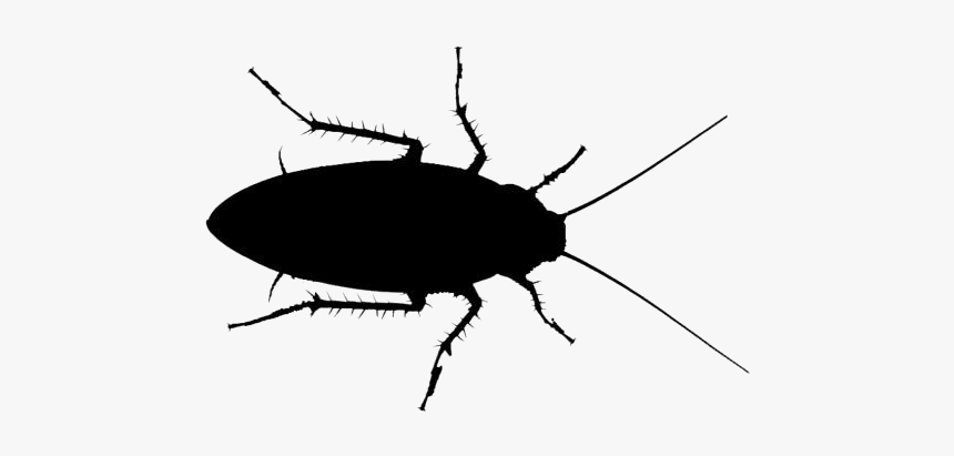 Cockroach Insect Png - Leaf Beetle, Transparent Png
