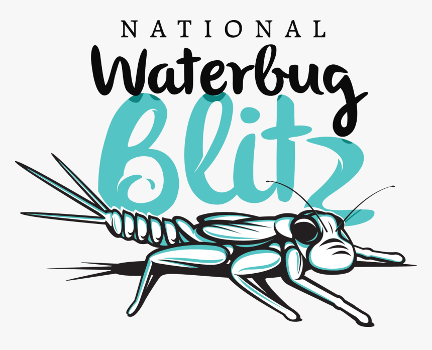 Waterbug Blitz, HD Png Download