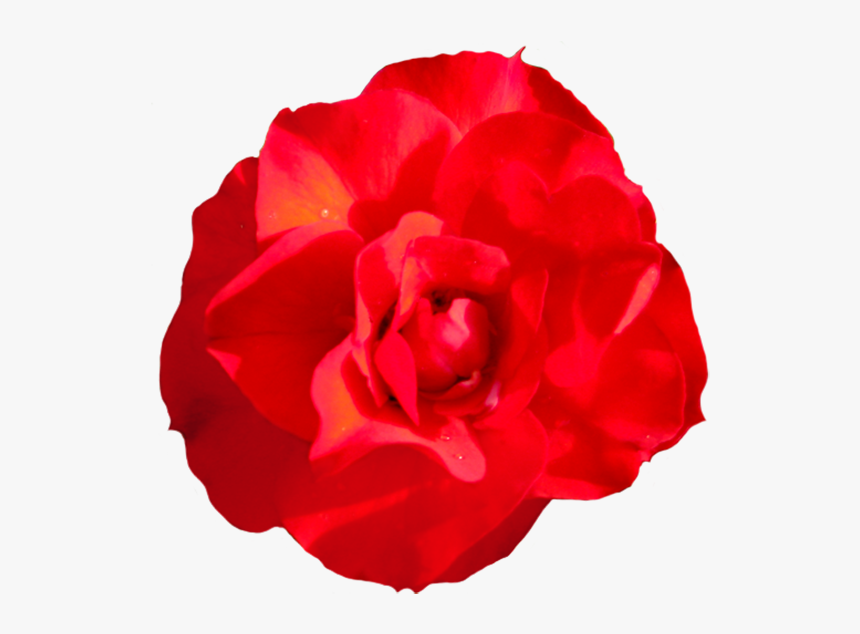 Head Of Singel Red Red Rose - Png Rose Head, Transparent Png