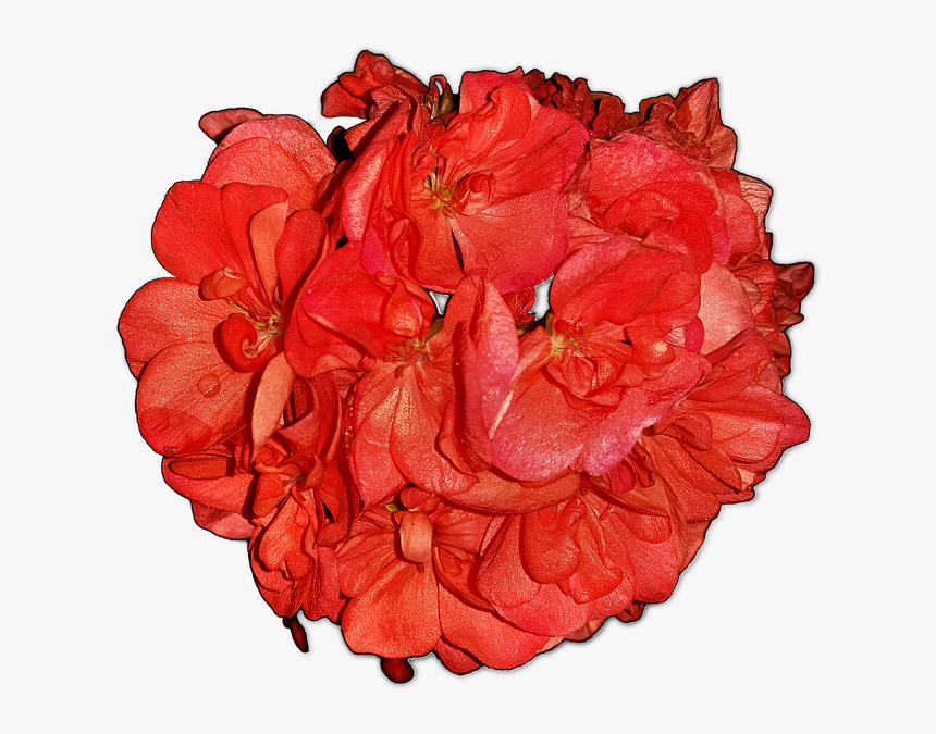 Flowers Pelagonia Home Flowers Free Picture - Hybrid Tea Rose, HD Png Download
