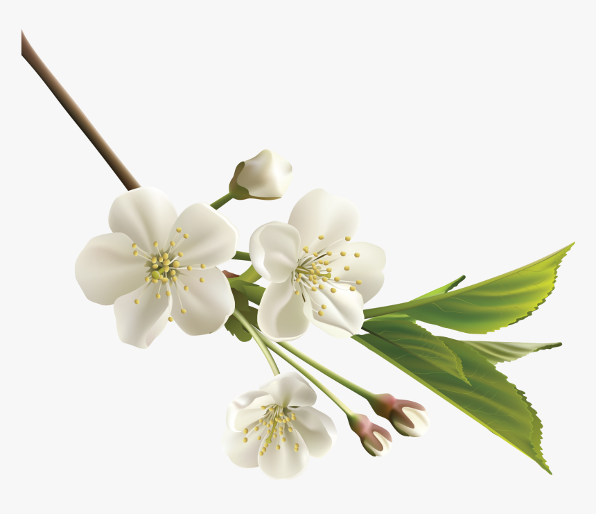 Orange Flower Clipart Realistic Flower - Cherry Blossom White Png, Transparent Png