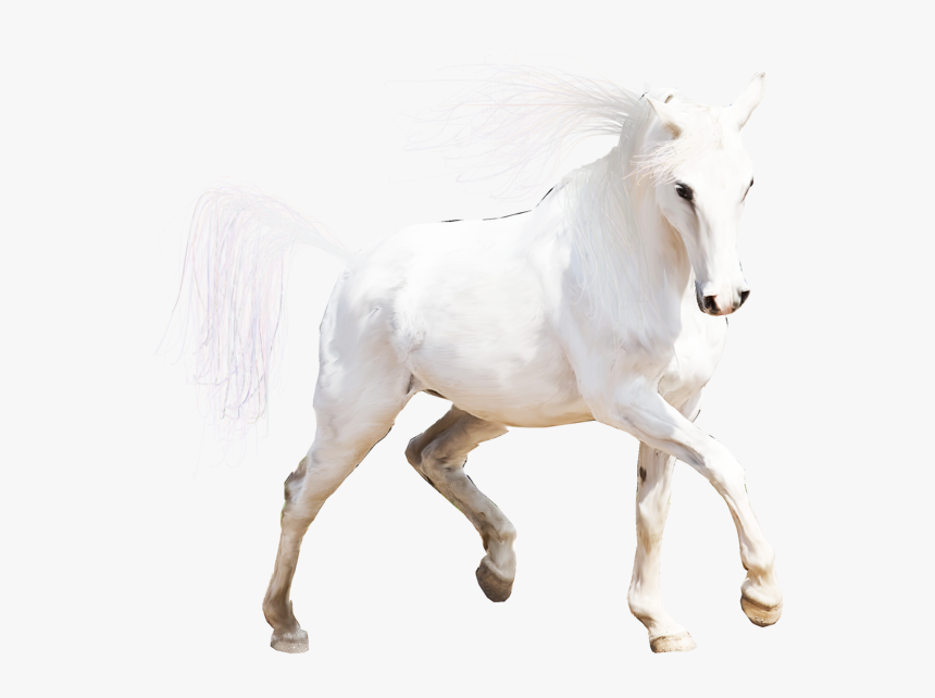 Img Type - Stallion, HD Png Download