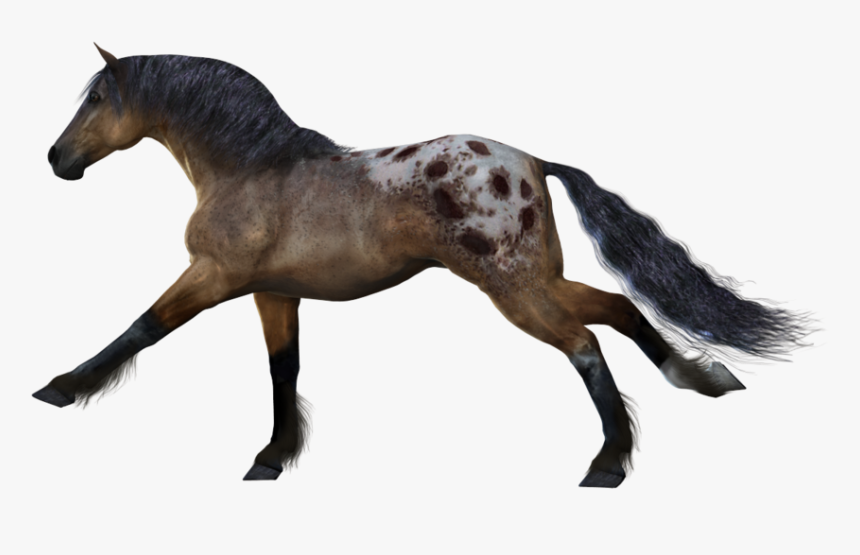 White Horse Png Image, Free Download Picture, Transparent - Wild Horse No Background, Png Download