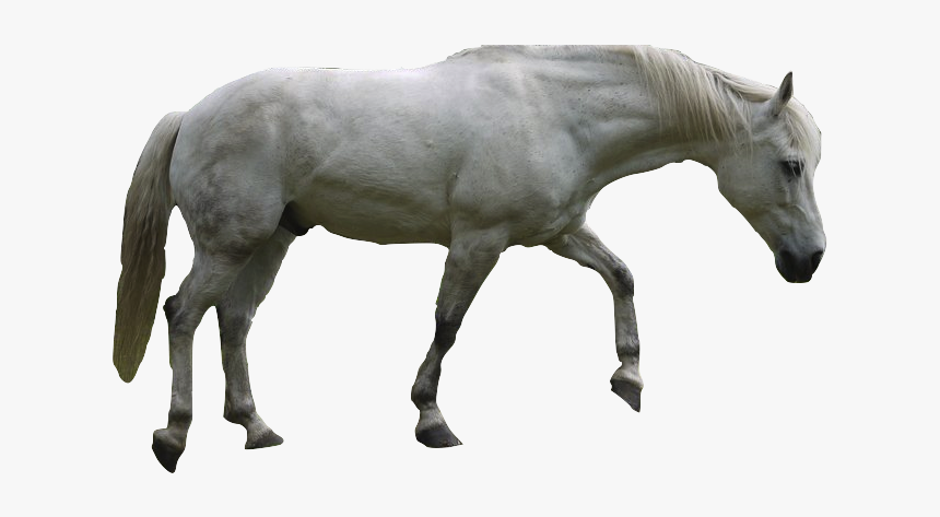 For Mobile Aljanh - Png White Horse, Transparent Png