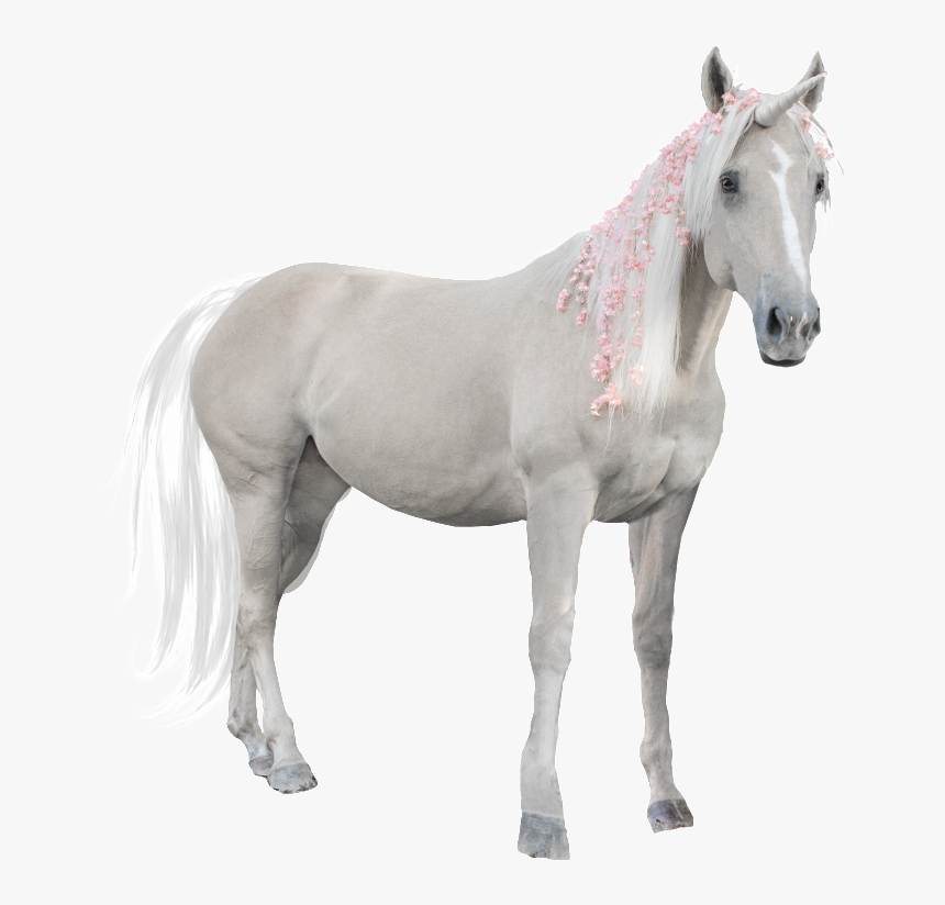 Transparent Horse Png - Portable Network Graphics, Png Download