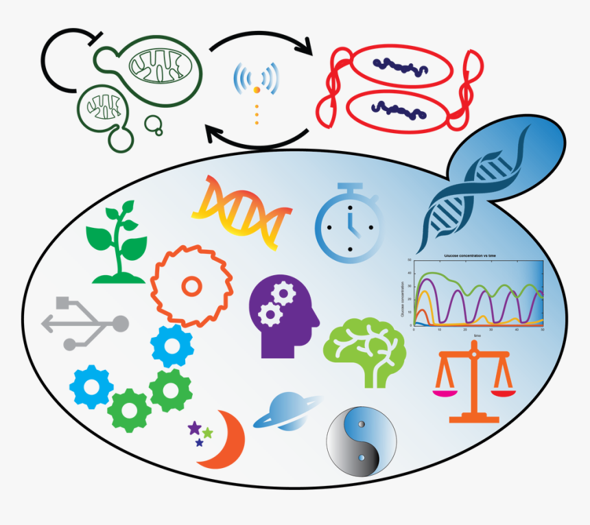 Picture - Công Ty Du Lịch, HD Png Download