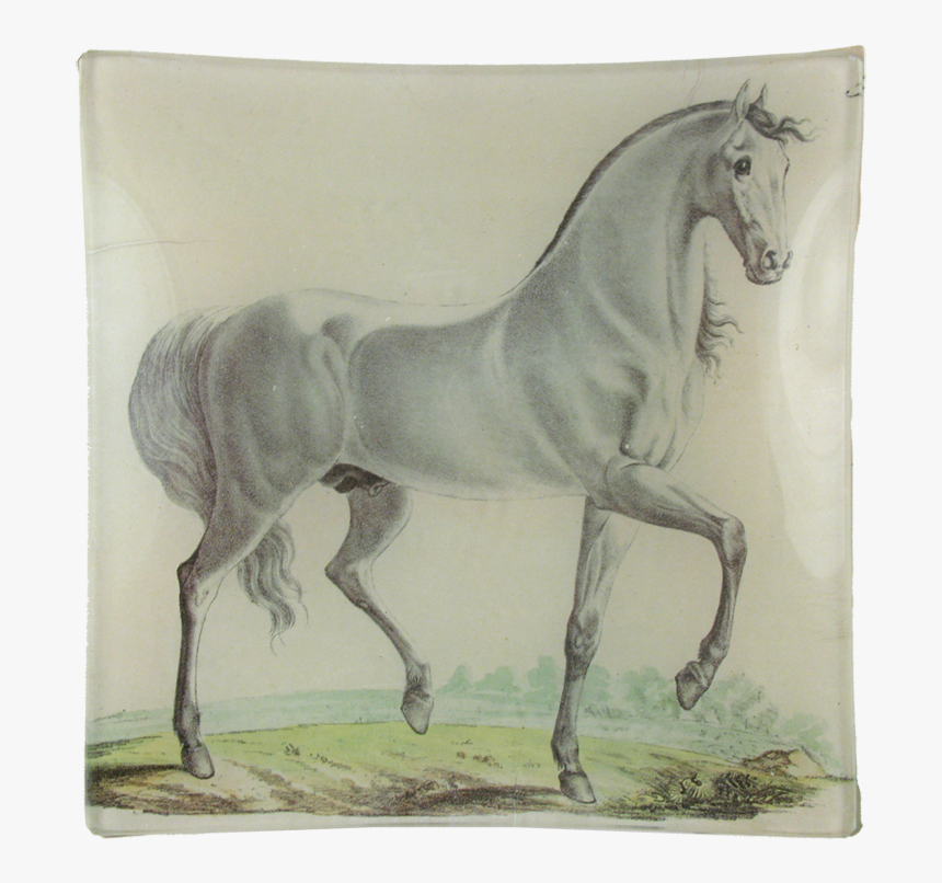 Stallion, HD Png Download