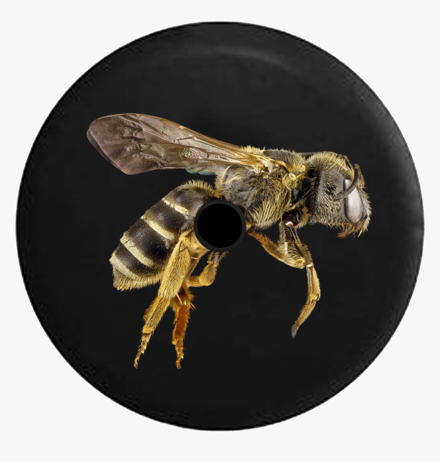 Jo Social Media Inc - Honey Bee Black Background, HD Png Download