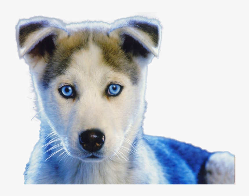 White Baby Husky Puppies, HD Png Download