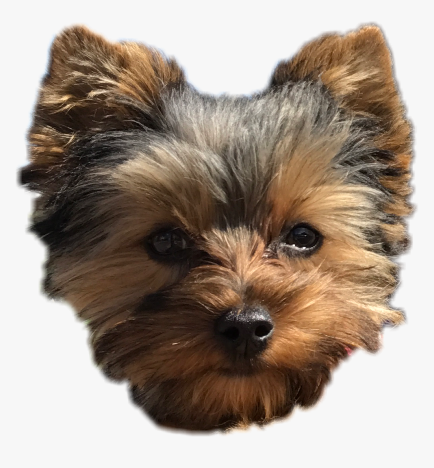 #pepper #dog #cute #puppy #yorkie #perro #freetoedit, HD Png Download