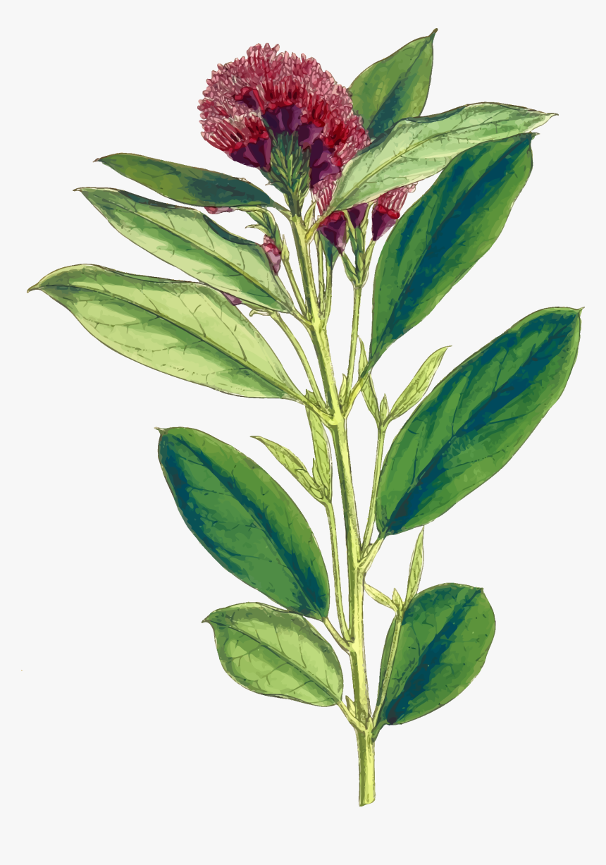 Dwarf Red Combretum Clip Arts - Impatiens, HD Png Download