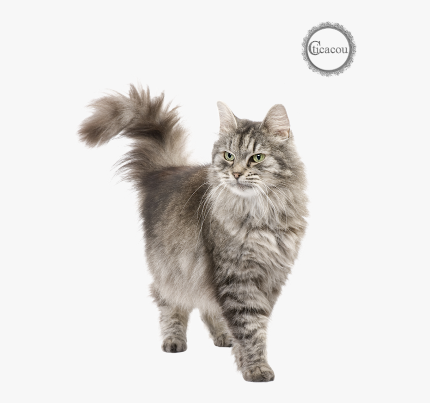 Tubes Chat Png - Siberian Cat White Background, Transparent Png