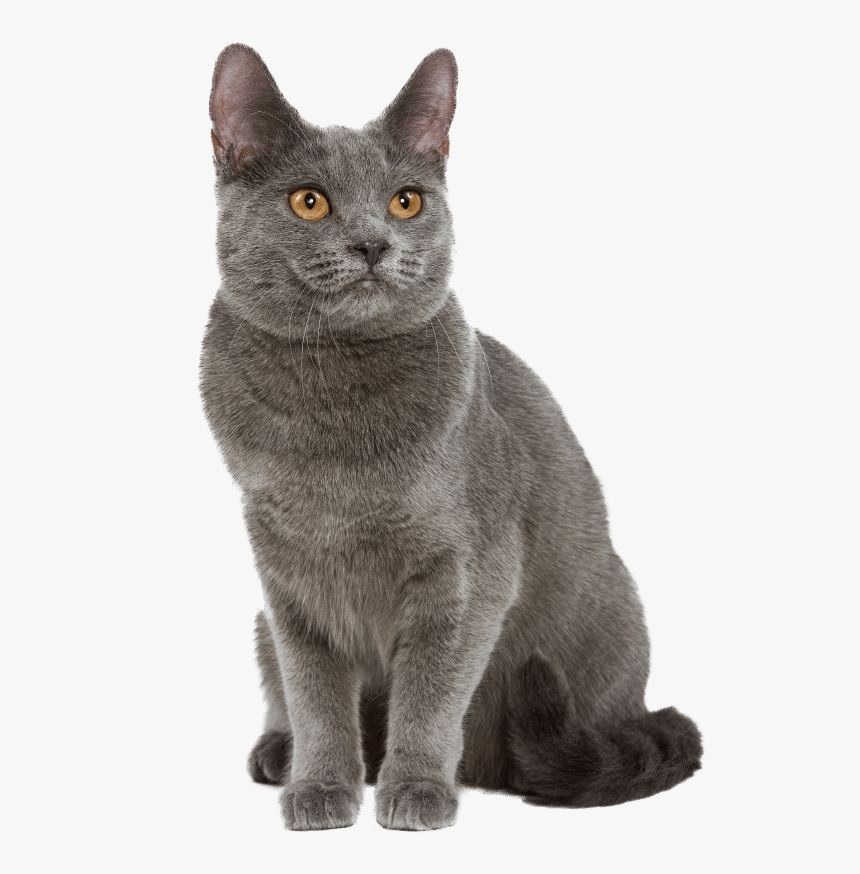 Https - //www - Wikichat - - Chat Chartreux, HD Png Download