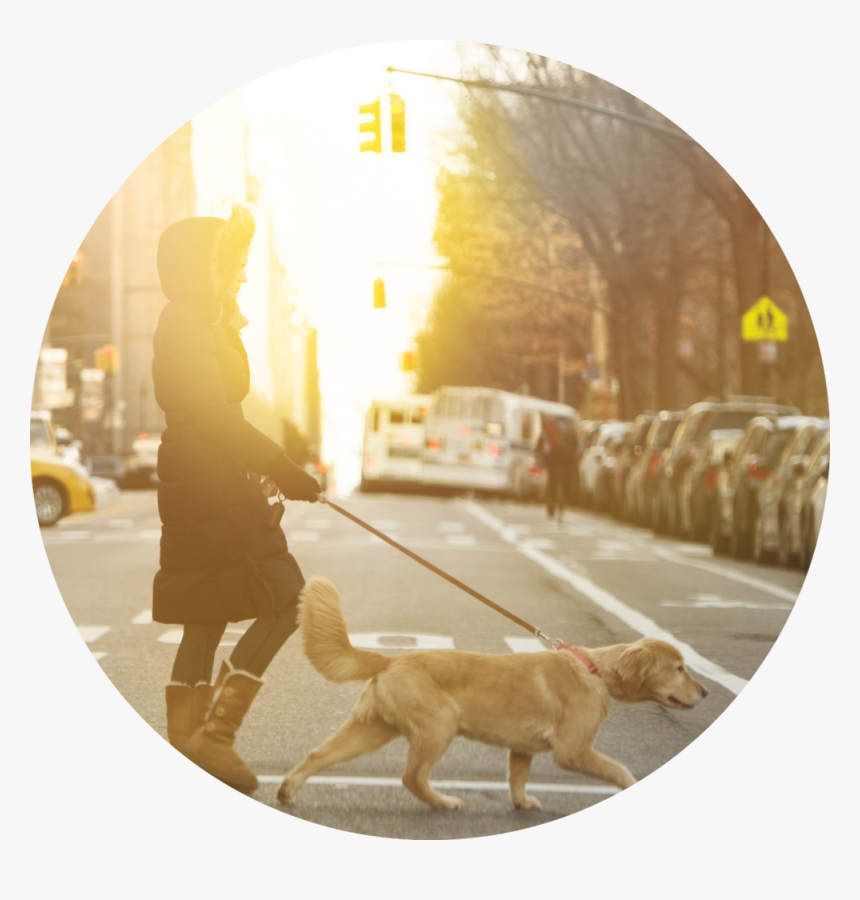 Dog Catches Something, HD Png Download