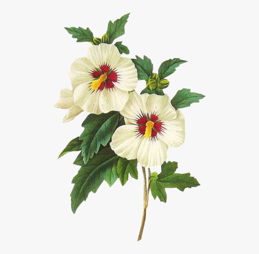 #leaves #png #green #kpopedit #edits #edit #overlay - Hibiscus Syriacus Botanical, Transparent Png
