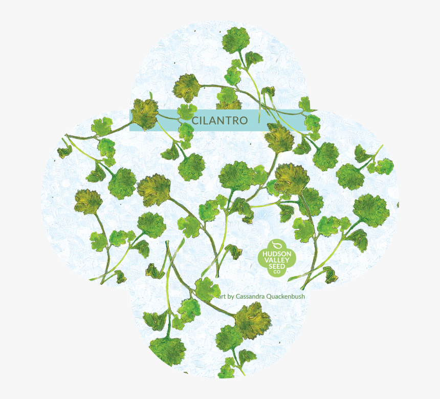 Organic Cilantro Seeds Upstate Stock - Floral Design, HD Png Download