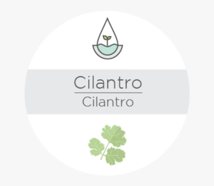 Shamrock, HD Png Download