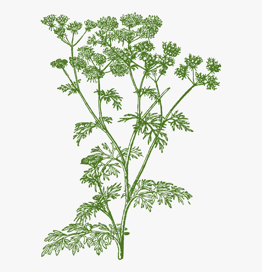 Transparent Cilantro Png - Cow Parsley Png, Png Download
