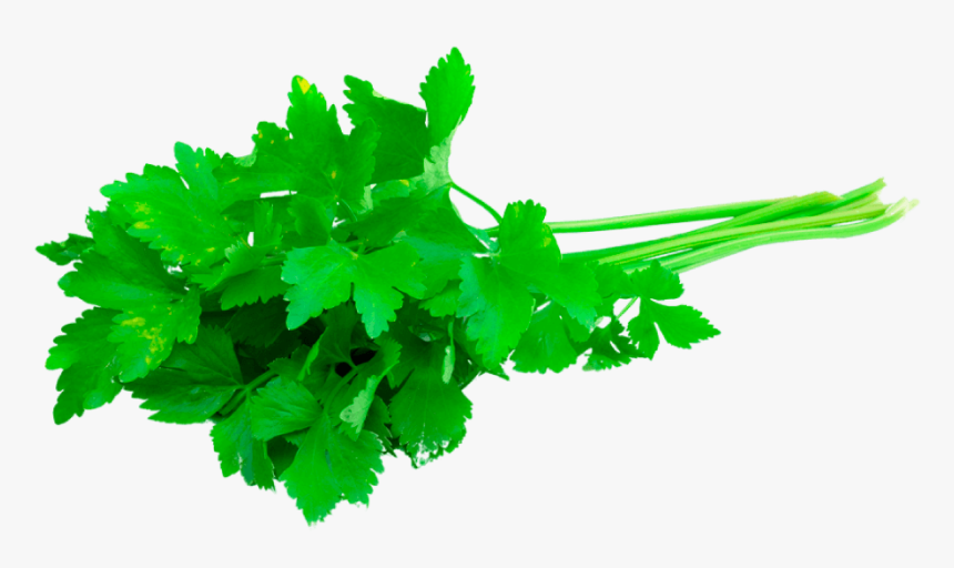 Transparent Cilantro Clipart - 3 Sprigs Of Fresh Coriander, HD Png Download