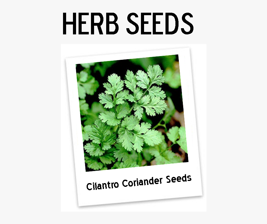 Coriander Plant, HD Png Download