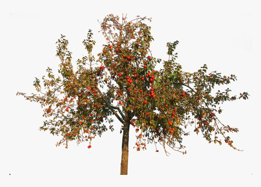 Transparent Apple Trees - Apple Tree Autumn Png, Png Download