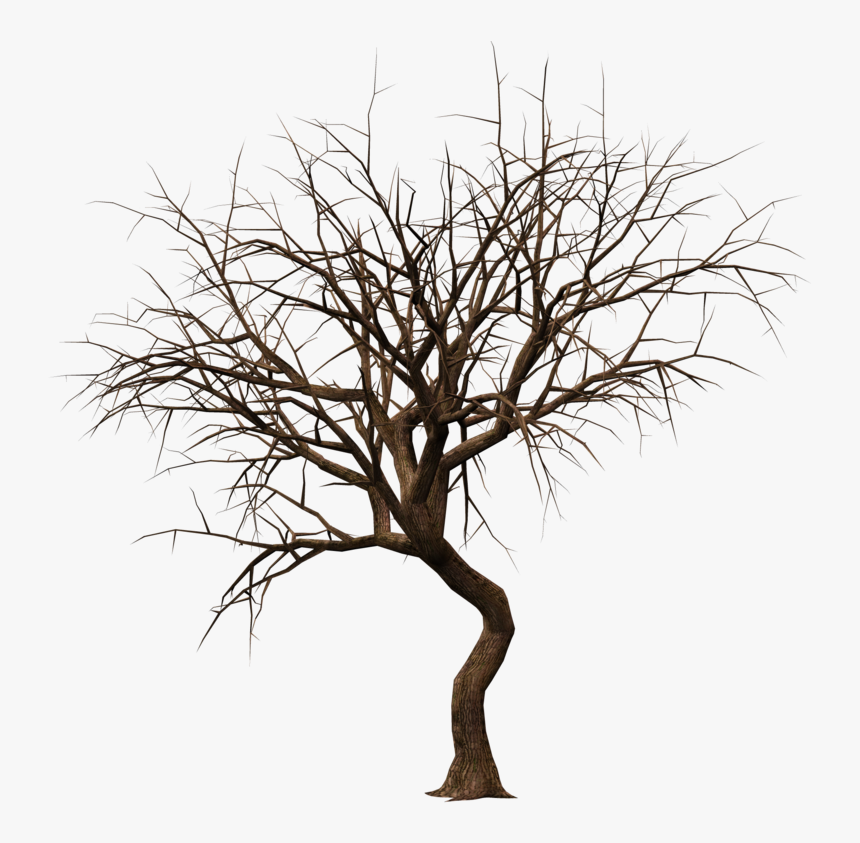 Bare Tree Silhouette, HD Png Download